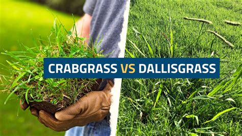 dallagrassa|dallas grass removal.